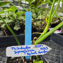 Load image into Gallery viewer, Philodendron Bipennifolium Splash Gordon Variegated Ships Nationwide
