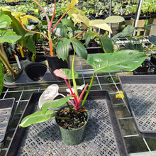 Load image into Gallery viewer, Philodendron White Princess Variegated exact plant, Fedex 2day*
