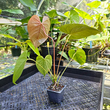 Load image into Gallery viewer, Anthurium Red Beauty, Exact Plant
