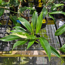 Load image into Gallery viewer, Philodendron Wend Imbe, Exact Plant Variegated Ships Nationwide

