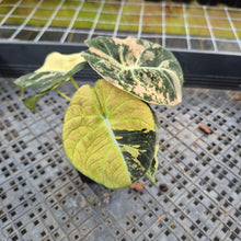 Load image into Gallery viewer, Alocasia Black Velvet Pink variegated exact plant, Fedex 2day*

