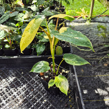 Load image into Gallery viewer, Philodendron Burle Marx, Exact Plant Variegated Ships Nationwide

