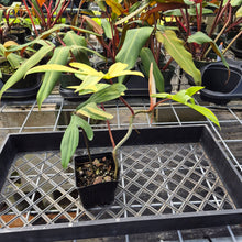 Load image into Gallery viewer, Philodendron Florida Beauty, Exact Plant Variegated Ships Nationwide
