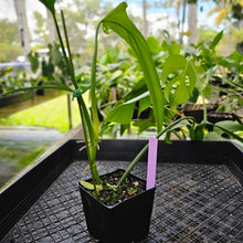 Load image into Gallery viewer, Philodendron Holtonianum, Exact Plant Ships Nationwide
