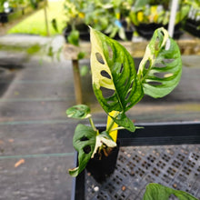 Load image into Gallery viewer, Monstera Adansonii Albo Tricolor, Exact Plant Variegated Ships Nationwide
