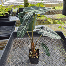 Load image into Gallery viewer, Alocasia Polly Snowflake Pink Variegated, Exact Plant Ships Nationwide.
