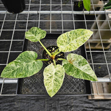 Load image into Gallery viewer, Philodendron Giganteum, Exact Plant Variegated Ships Nationwide
