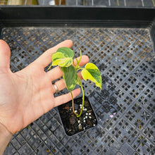 Load image into Gallery viewer, Philodendron Hederaceum Micans Aurea, Exact Plant Variegated Ships Nationwide
