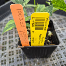 Load image into Gallery viewer, Syngonium Red Spot Tricolor Variegated exact plant, Fedex 2day*
