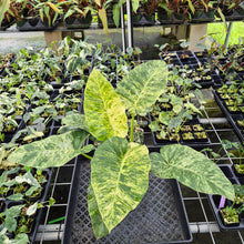 Load image into Gallery viewer, Philodendron Giganteum Blizzard Variegated exact plant, Fedex 2day*
