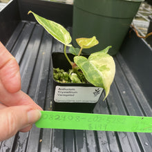 Load image into Gallery viewer, Anthurium Crystallinum Variegated exact plant, Fedex 2day*
