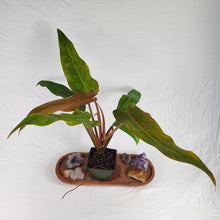 Load image into Gallery viewer, Philodendron Orange Marmalade, Autumn Queen 4" pot, Fedex 2day*
