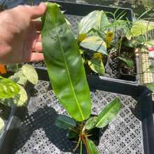 Load image into Gallery viewer, Philodendron Patriciae 4" pot, Fedex 2day*
