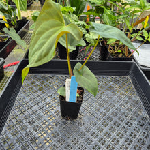 Load image into Gallery viewer, Anthurium Papillilaminum Fort Sherman, Exact Plant Ships Nationwide
