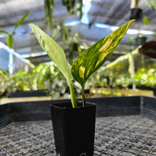 Load image into Gallery viewer, Monstera Peru &quot;Karstenianum&quot;, Exact Plant Variegated Ships Nationwide
