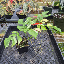 Load image into Gallery viewer, Rhaphidophora Tetrasperma Albo, Exact Plant Variegated Ships Nationwide
