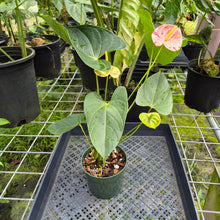 Load image into Gallery viewer, Anthurium Shibori, Exact Plant Variegated

