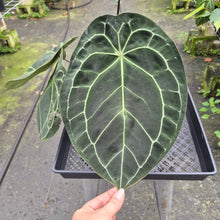 Load image into Gallery viewer, Anthurium Doc Block (Red Crystallinum) x Kunayalense exact plant, Fedex 2day*
