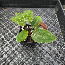 Load image into Gallery viewer, Anthurium Ace Of Spades X Papillilaminum, Exact Plant Ships Nationwide
