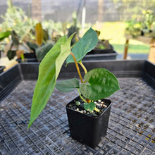 Load image into Gallery viewer, Anthurium Papillilaminum Fort Sherman X ( FS X Ralph Lynam), Exact Plant 2.5&quot; Ships Nationwide
