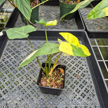 Load image into Gallery viewer, Philodendron Ilsemanii Variegated exact plant, Fedex 2day*
