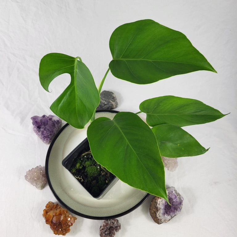 Monstera Sierrana Hawaii Clone, Exact Plant