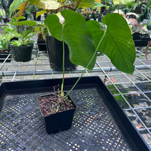 Load image into Gallery viewer, Anthurium Dolichostachyum , Exact Plant
