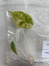 Load image into Gallery viewer, Alocasia Azlanii Aurea variegated tissue culture 2DayAir
