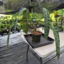 Load image into Gallery viewer, Philodendron Patriciae exact plant, Fedex 2day
