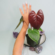 Load image into Gallery viewer, Anthurium Red Beauty 4&quot; pot, ships nationwide
