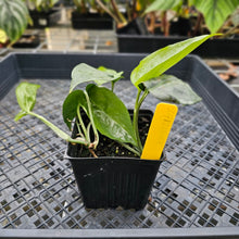 Load image into Gallery viewer, Amydrium Medium Silver, Exact Plant Ships Nationwide
