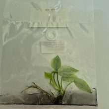 Load image into Gallery viewer, Epipremnum Pinnatum Cebu Blue Variegated tissue culture 2DayAir
