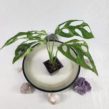 Load image into Gallery viewer, Monstera Adansonii Mint &quot;Indonesia&quot;, Exact Plant Variegated Ships Nationwide
