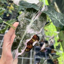 Load image into Gallery viewer, Alocasia Psuedosanderiana pink Variegated 2.5" pot, Fedex 2day*
