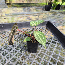 Load image into Gallery viewer, Anthurium doc block red crystallinum, Exact Plant Ships Nationwide
