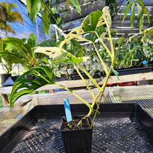 Load image into Gallery viewer, Monstera Adansonii Albo Tricolor, Exact Plant Variegated Ships Nationwide
