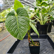 Load image into Gallery viewer, Philodendron Sodiroi True Form, Exact Plant Ships Nationwide
