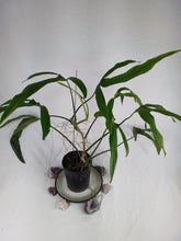 Load image into Gallery viewer, Philodendron Holtonianum, Exact Plant X-Large
