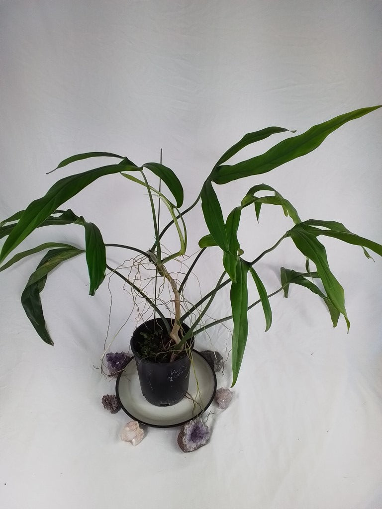 Philodendron Holtonianum, Exact Plant X-Large