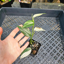 Load image into Gallery viewer, Scindapsus Blue Albo, Exact Plant Variegated Ships Nationwide
