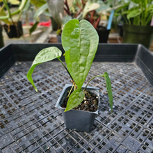 Load image into Gallery viewer, Anthurium Sp. Limon, Exact Plant Ships Nationwide
