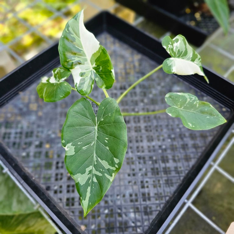 Alocasia Odora, Okinawa Silver, Exact Plant Variegated