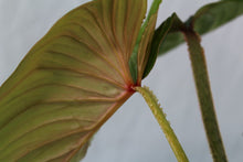 Load image into Gallery viewer, Philodendron Plowmanii Exact Plant Ships Nationwide
