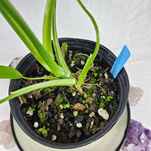Load image into Gallery viewer, Philodendron Holtonianum, Exact Plant
