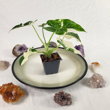 Load image into Gallery viewer, Alocasia Odora, Okinawa Silver, Exact Plant Variegated Ships Nationwide
