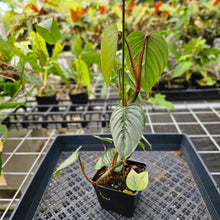 Load image into Gallery viewer, Philodendron Sodiroi True Form, Exact Plant Ships Nationwide
