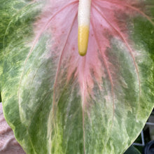 Load image into Gallery viewer, Anthurium Anuenue Obake Bicolor pink/green Fedex 2day
