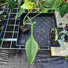 Load image into Gallery viewer, Philodendron Joepii, Exact Plant Ships Nationwide
