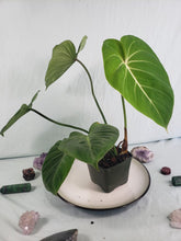 Load image into Gallery viewer, Gloriosum, exact plant, Philodendron, ships nationwide
