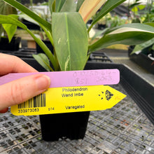 Load image into Gallery viewer, Philodendron Wend Imbe, Exact Plant Variegated Ships Nationwide
